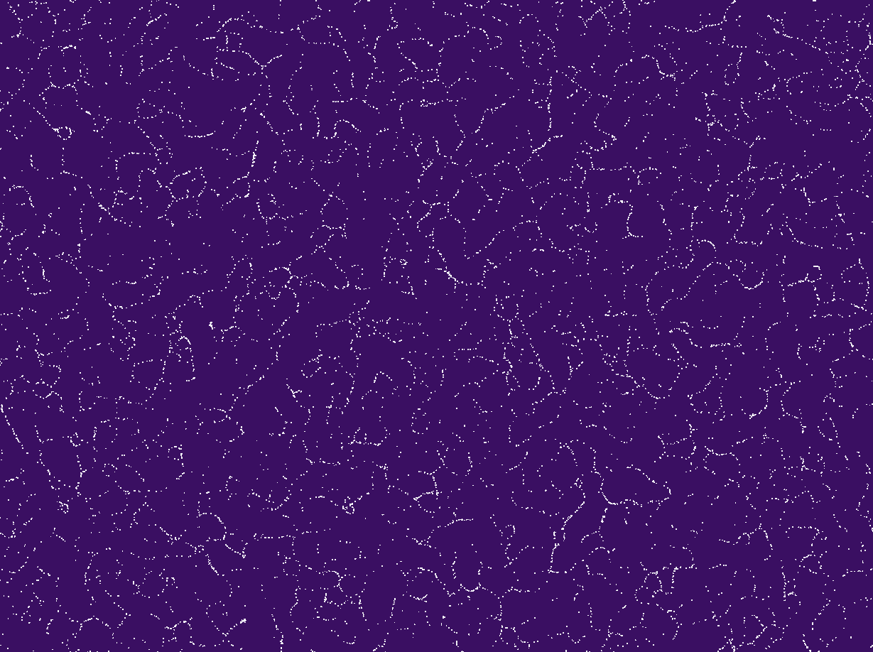 gif of the Nervure work -- a black background with white particles converging into intricate natural nerve-like patterns